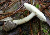 Amanita pseudovolvata image