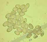 Amanita pseudovolvata image