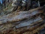 Basidiodendron caesiocinereum image