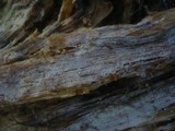 Basidiodendron caesiocinereum image