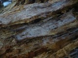 Basidiodendron caesiocinereum image