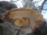 Ganoderma pfeifferi image