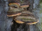 Ganoderma pfeifferi image