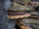 Ganoderma pfeifferi image