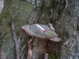 Ganoderma pfeifferi image