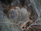 Ganoderma pfeifferi image