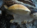 Ganoderma pfeifferi image