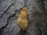 Ganoderma pfeifferi image