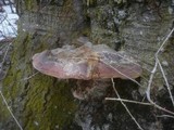 Ganoderma pfeifferi image