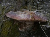 Ganoderma pfeifferi image