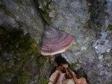 Ganoderma pfeifferi image