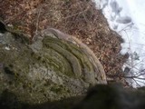 Ganoderma pfeifferi image