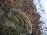 Ganoderma pfeifferi image