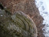 Ganoderma pfeifferi image