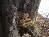 Ganoderma pfeifferi image