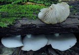 Crepidotus applanatus image