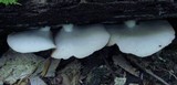 Crepidotus applanatus image