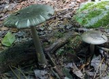 Amanita borealisorora image