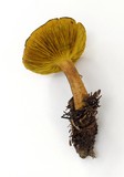 Phylloporus rhodoxanthus image