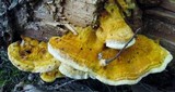 Pycnoporellus fulgens image