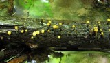 Vibrissea truncorum image
