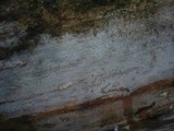 Peniophorella praetermissa image