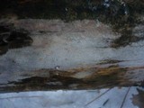 Peniophorella praetermissa image