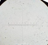 Rhodocybe caelata image