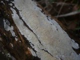 Basidioradulum crustosum image