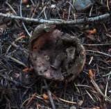 Sarcosphaera coronaria image