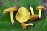 Cantharellus lewisii image