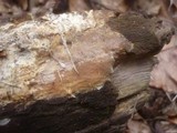 Scytinostroma portentosum image