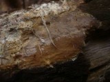 Scytinostroma portentosum image