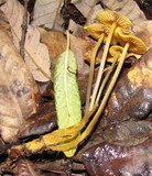 Mycena aurantiomarginata image
