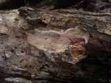 Scytinostroma portentosum image
