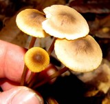Mycena aurantiomarginata image