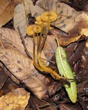 Mycena aurantiomarginata image
