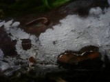 Athelia salicum image