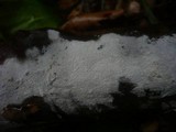 Athelia salicum image
