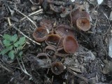 Dumontinia tuberosa image