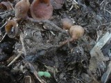 Dumontinia tuberosa image