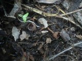 Dumontinia tuberosa image