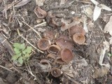Dumontinia tuberosa image