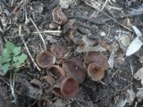 Dumontinia tuberosa image