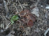 Dumontinia tuberosa image