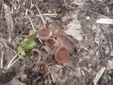Dumontinia tuberosa image
