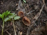 Dumontinia tuberosa image