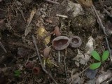 Dumontinia tuberosa image