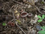 Dumontinia tuberosa image