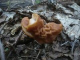 Gyromitra brunnea image